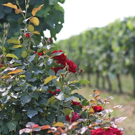 Belle Demeure Xixe Au Coeur Des Vignes