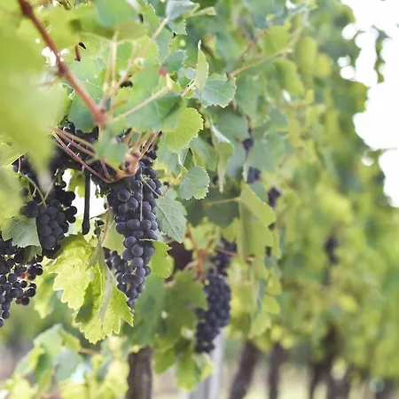 Belle Demeure Xixe Au Coeur Des Vignes 别墅
